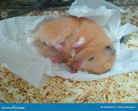 syrian hamster sleeping more than usual